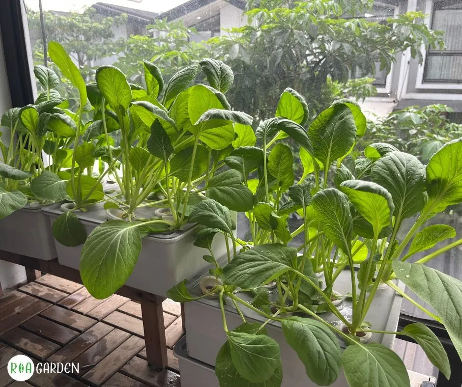 Legume verzi cultivate în ghiveci pe balcon