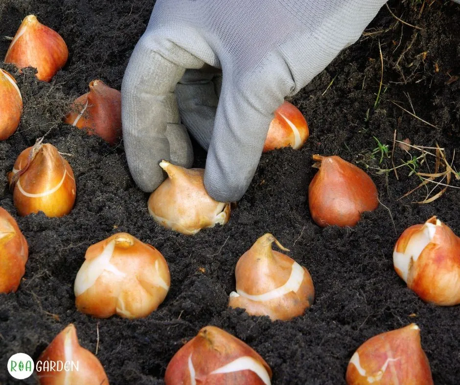 Plantare bulbi de toamnă în grădină