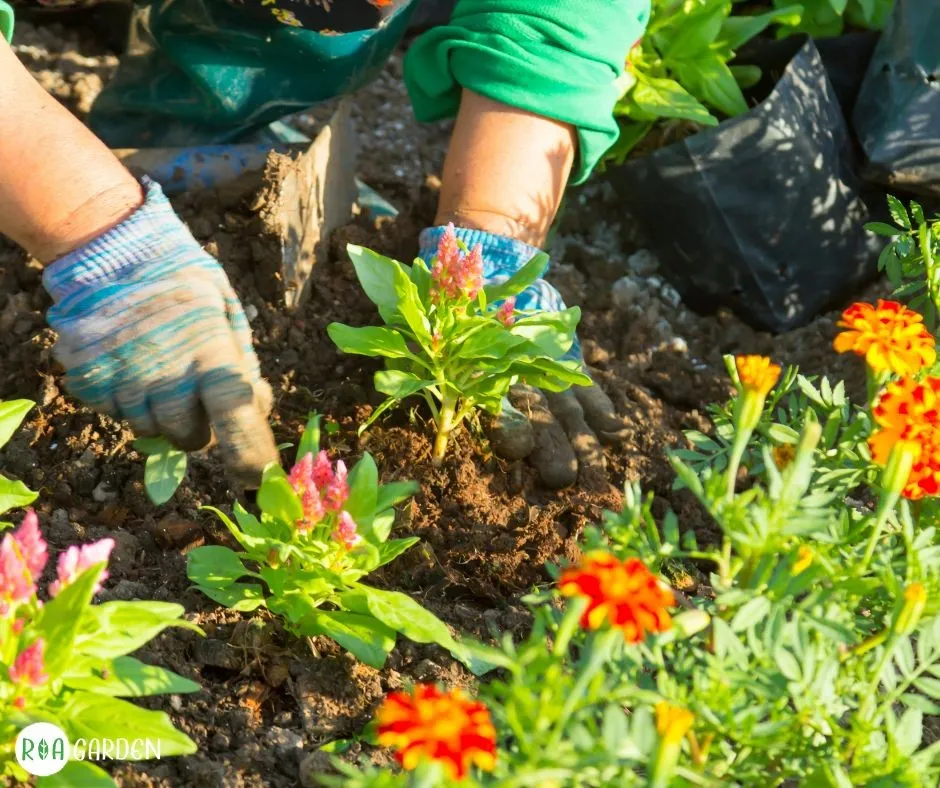 Plantare flori toamna în grădină