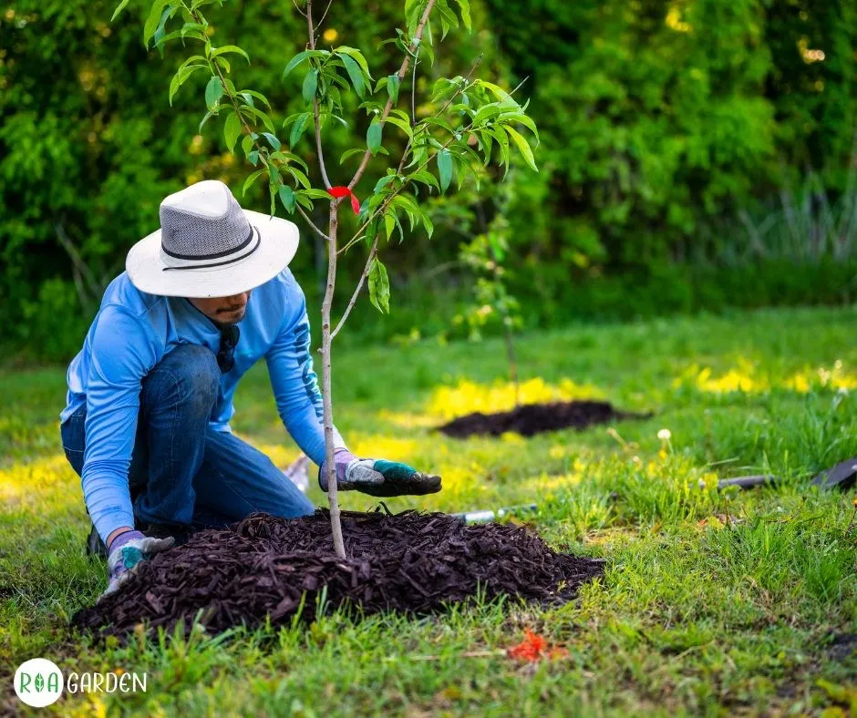 Plantare pom fructifer columnar în grădină