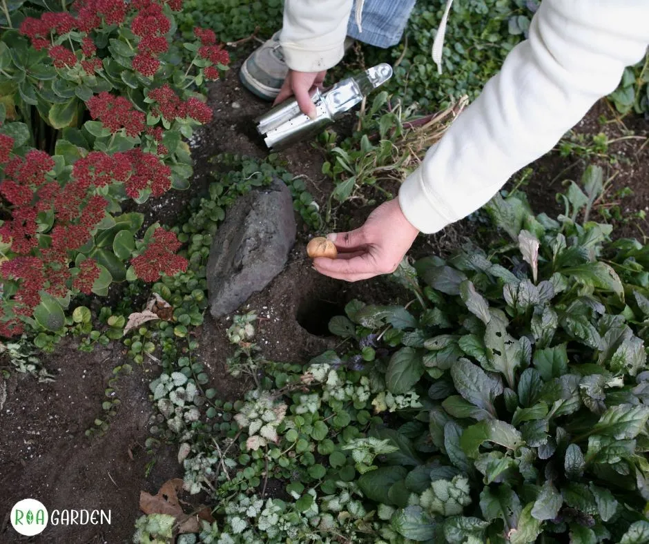 Plantarea bulbilor de toamnă în grădină