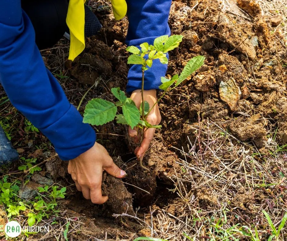 Plantarea pomilor și arbuștilor toamna