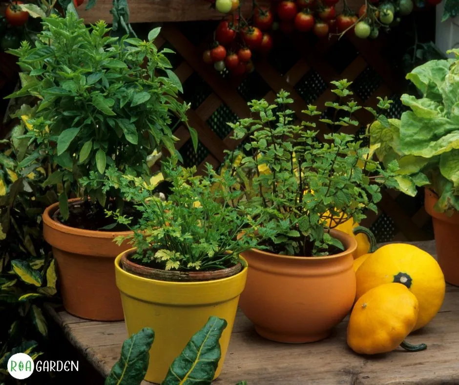 Plante aromatice și legume în ghivece pe terasă