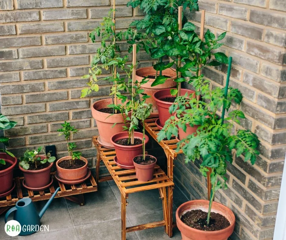 Pomi fructiferi columnari la ghiveci pe balcon