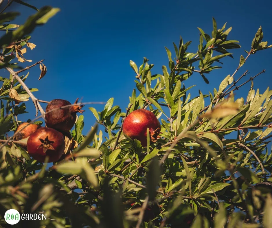 Rodiu în grădină cu fructe la soare