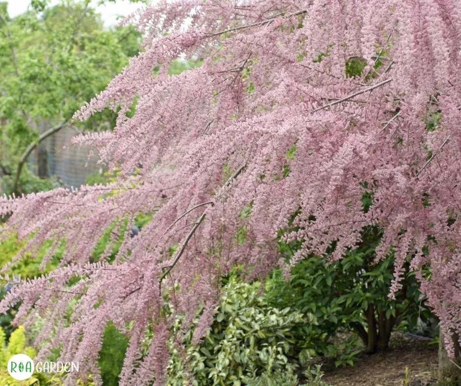 Tamarix parviflora cu ramuri arcuite și flori roz primăvara