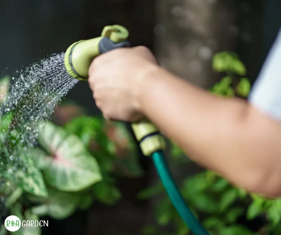 Udarea corectă a plantelor în grădină