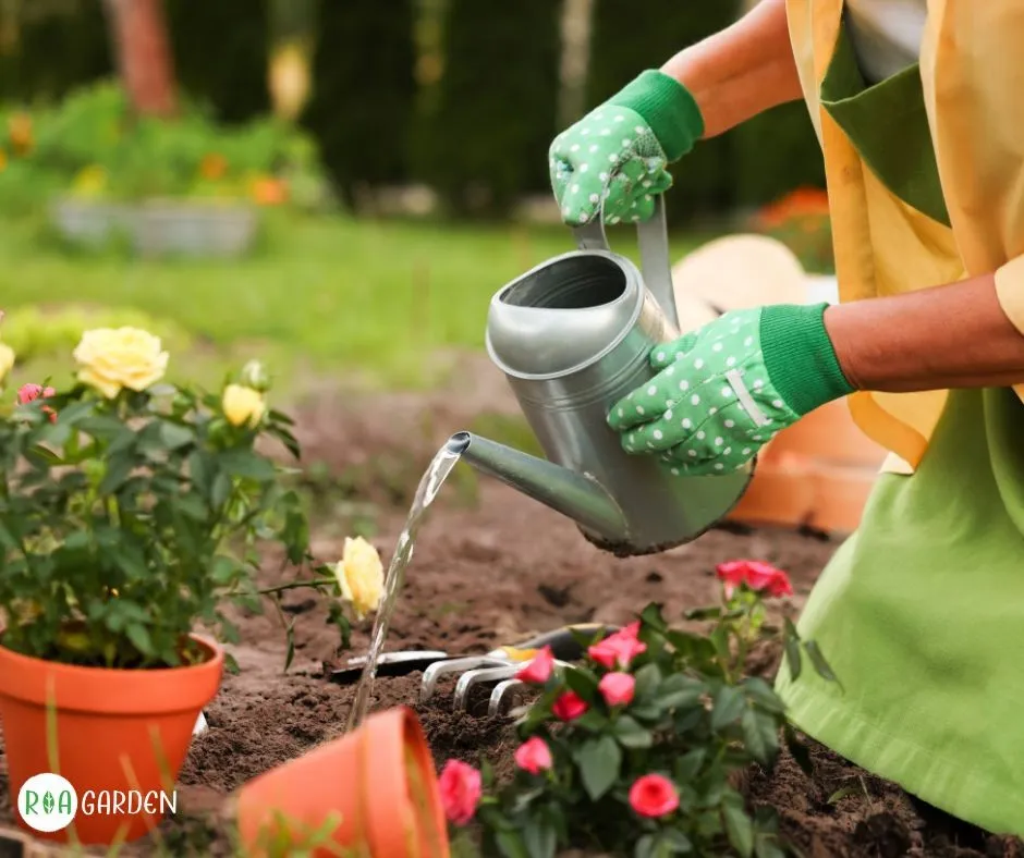 Udarea plantelor după plantarea de toamnă