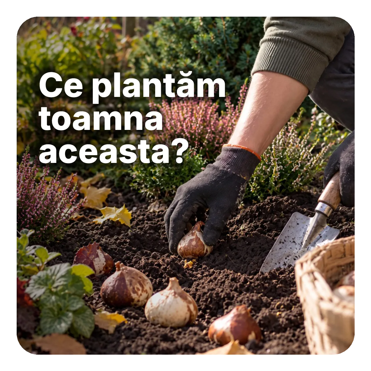 Ce plantăm toamna aceasta?