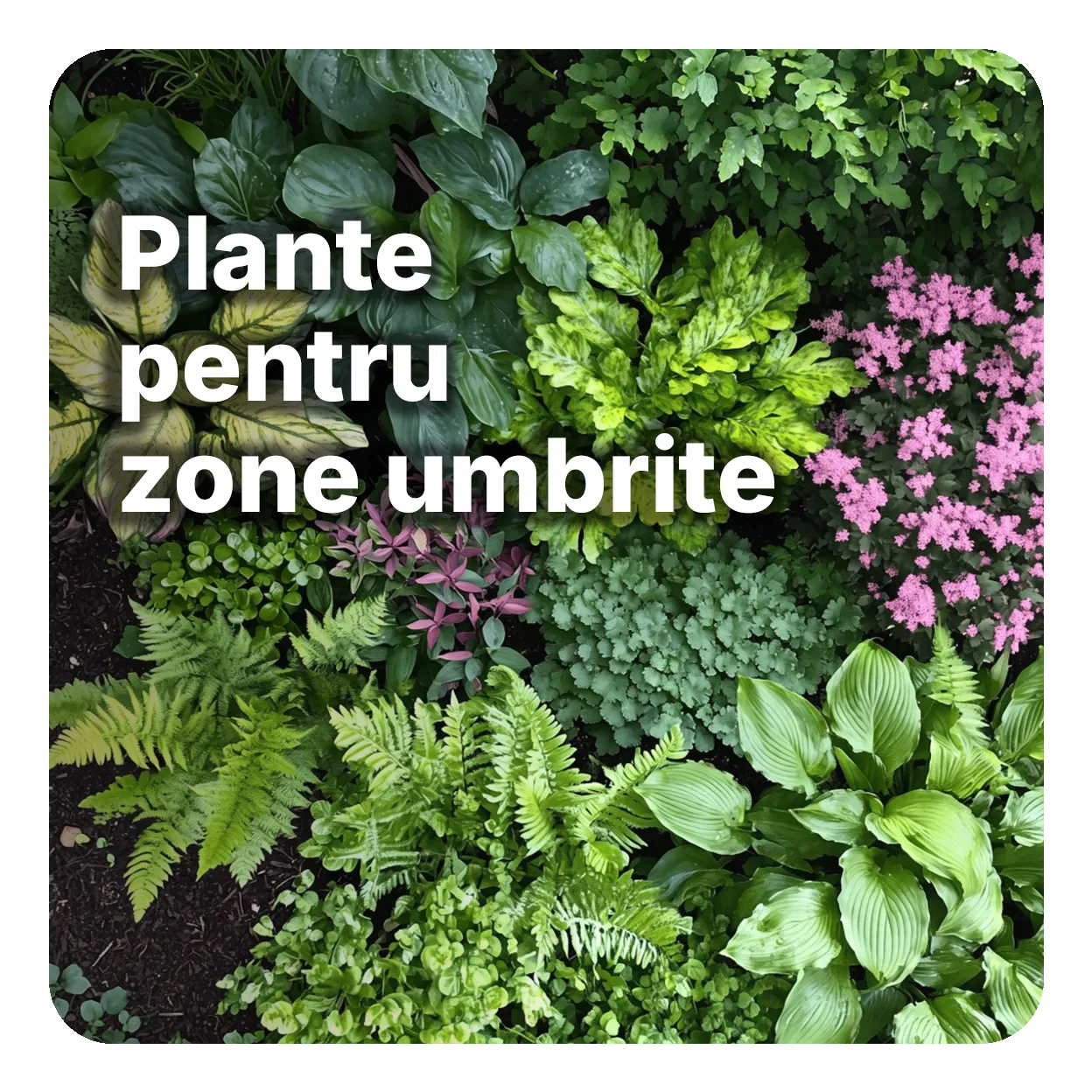Plante pentru zone umbrite