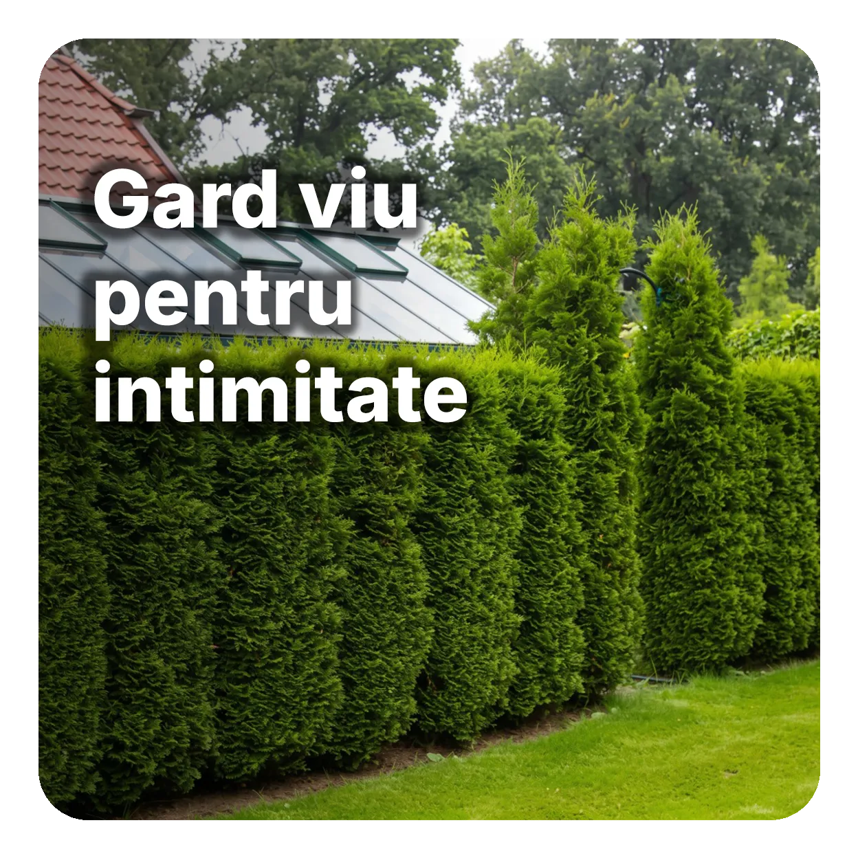Gard viu pentru intimitate