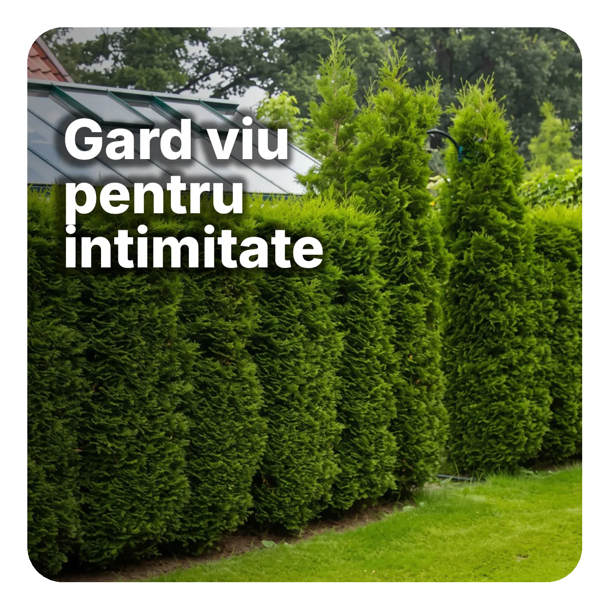 Gard viu pentru intimitate