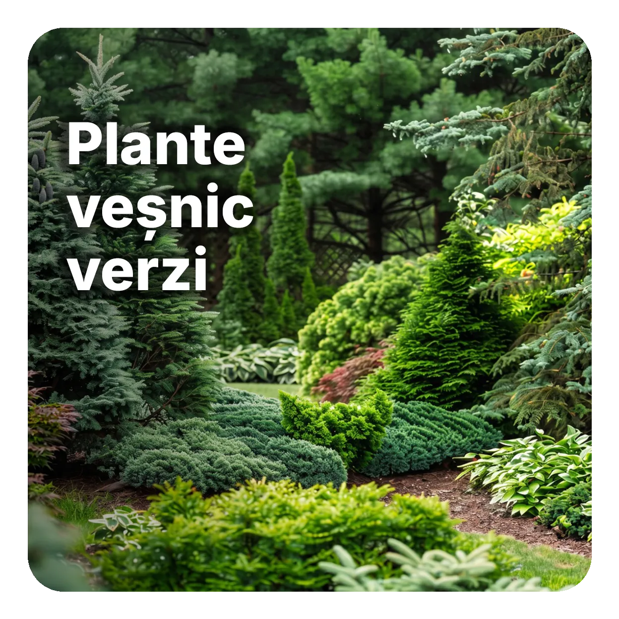 Plante veșnic verzi